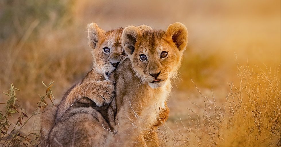 Our är Netflix nya naturserie med David Attenborough Femina